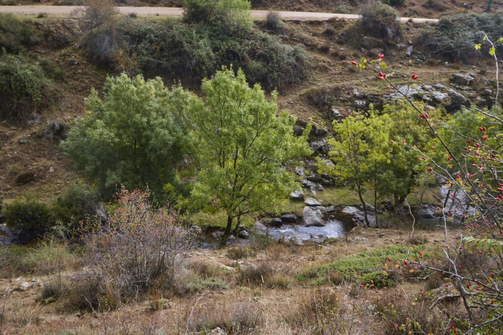 LOS CERRILLOS Y FUENTE DE LA CEJA DESDE BRAOJOS.