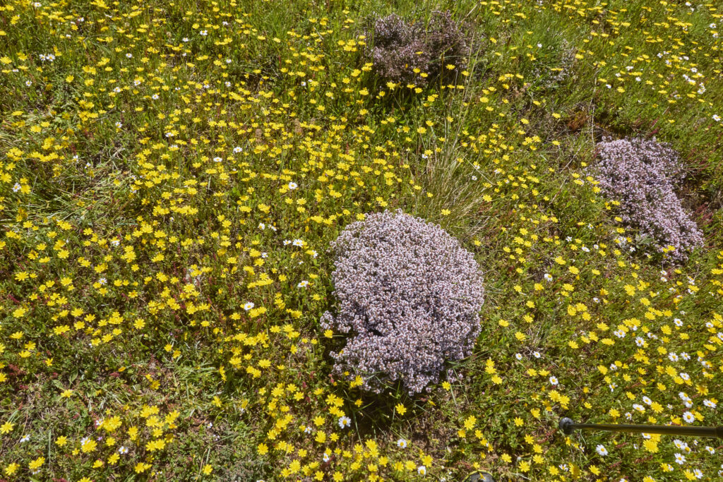 UN BARRANCO TORTUOSO