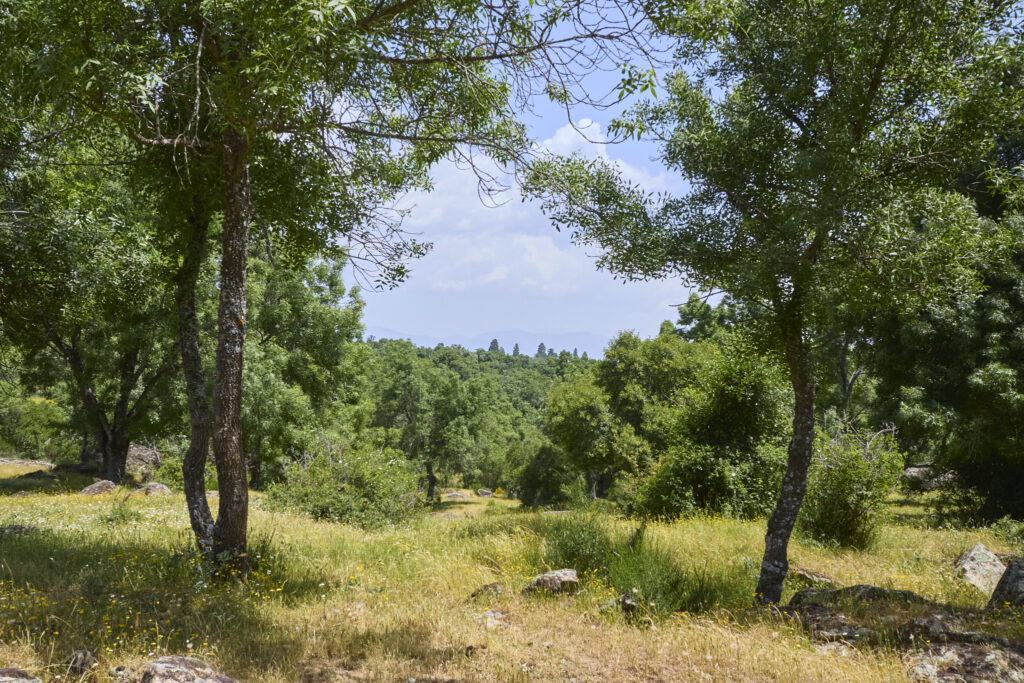 CIRCULAR DE 15km EN EL ESCORIAL