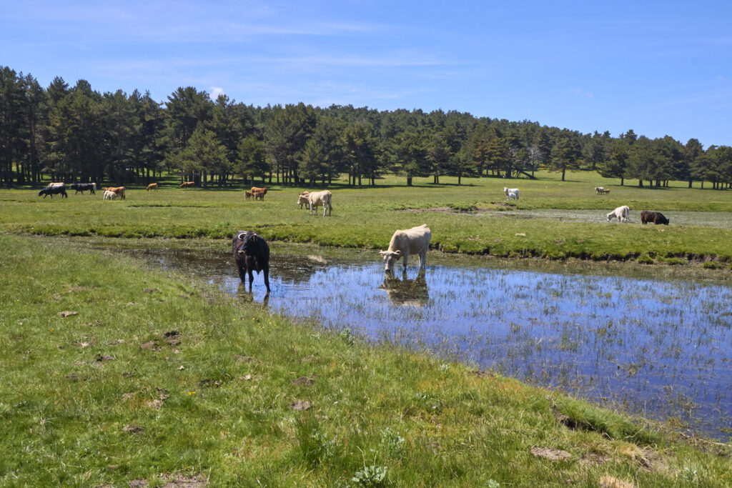 LAS LAGUNILLAS DE LA SIERRA DE MALAGÓN