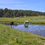 LAS LAGUNILLAS DE LA SIERRA DE MALAGÓN