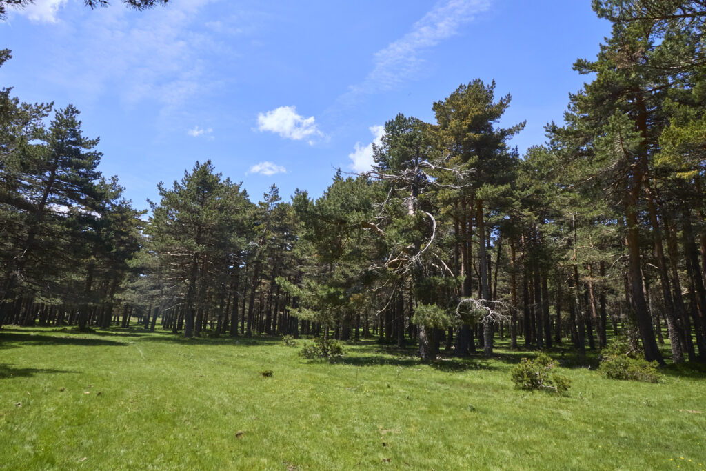 LAS LAGUNILLAS DE LA SIERRA DE MALAGÓN