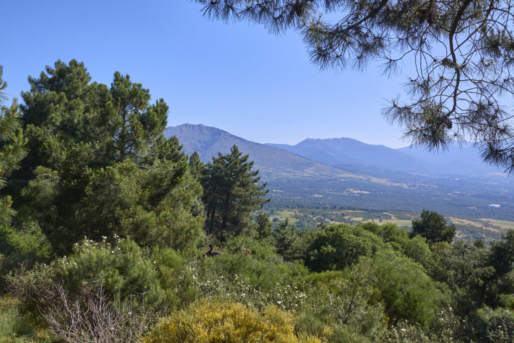 LA JAROSA - CERRO PIÑONERO