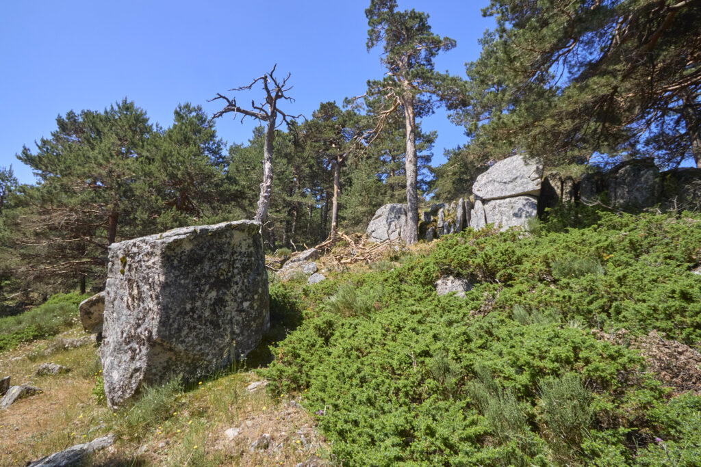 LA JAROSA - CERRO PIÑONERO