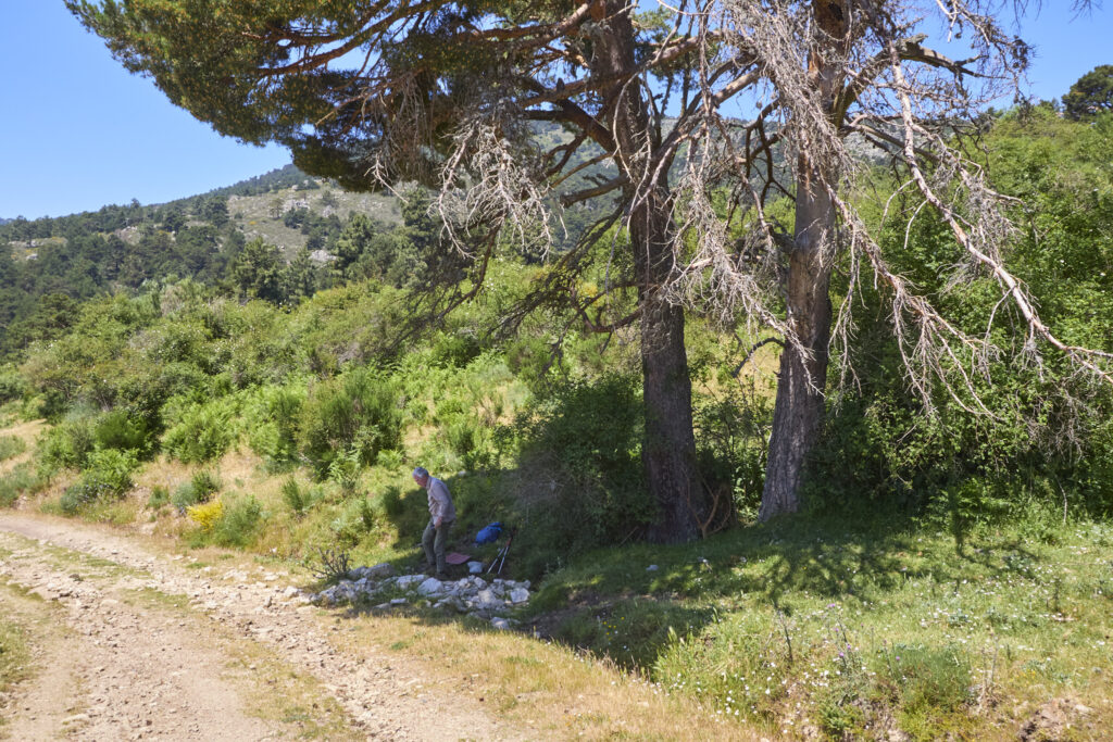 LA JAROSA - CERRO PIÑONERO