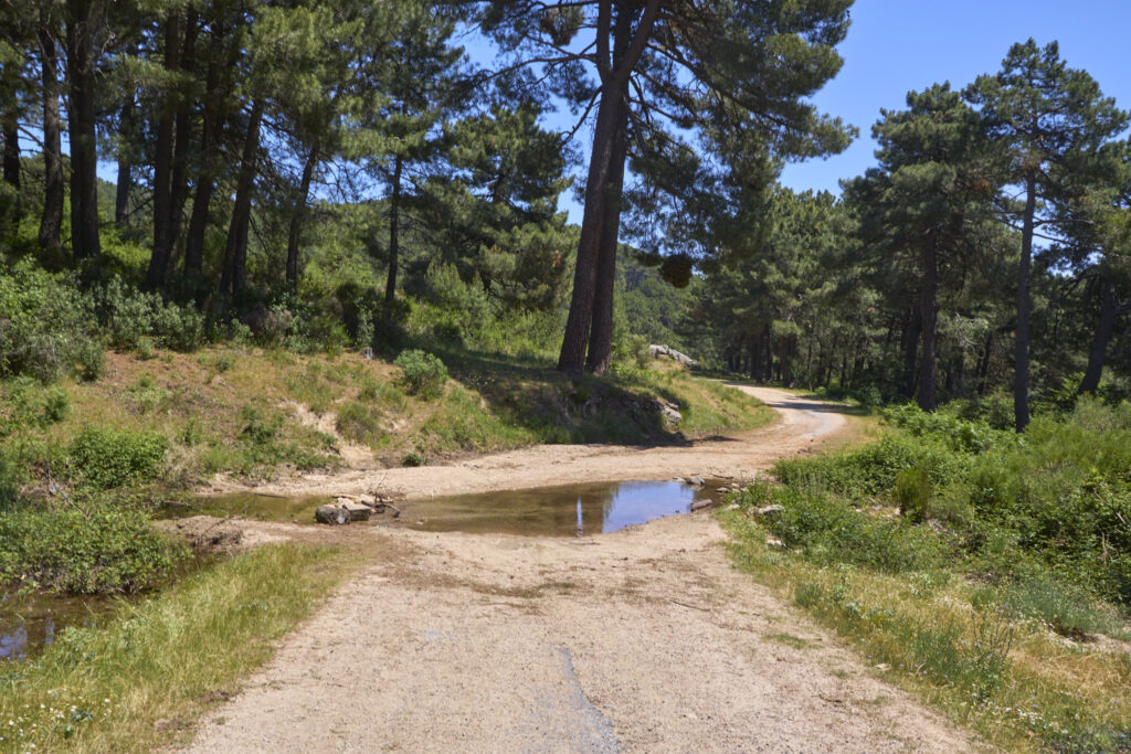 LA JAROSA - CERRO PIÑONERO