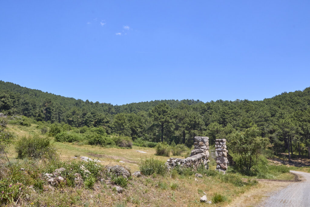 LA JAROSA - CERRO PIÑONERO
