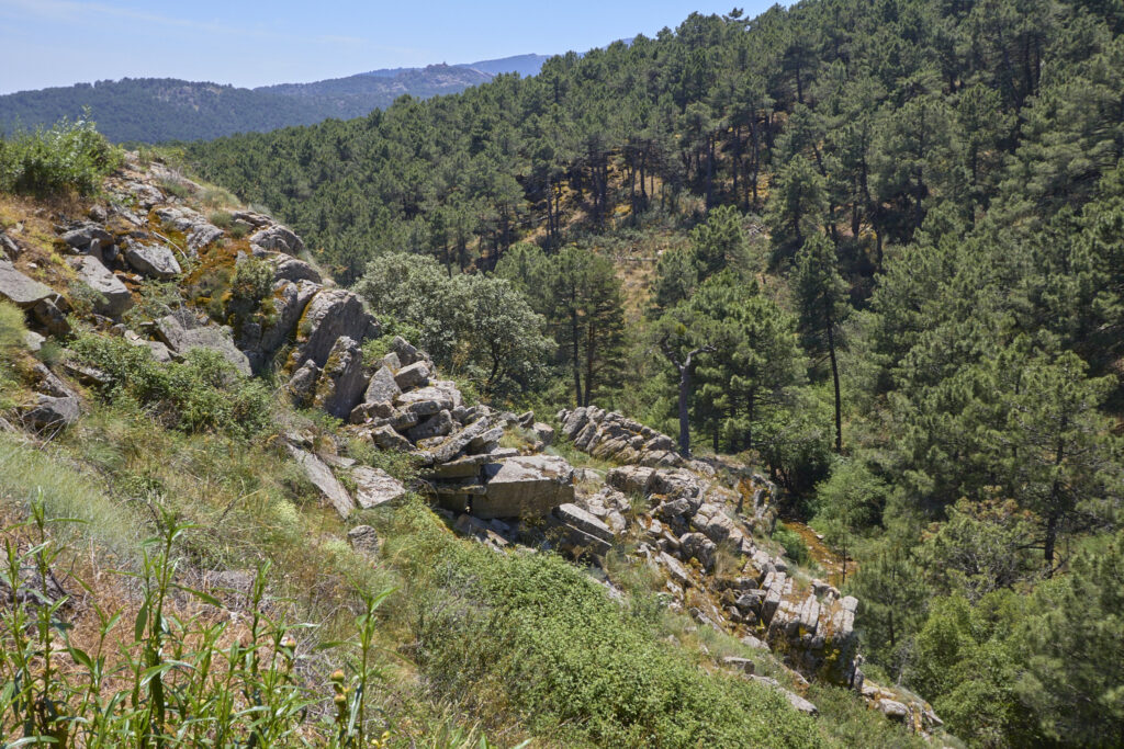 LA JAROSA - CERRO PIÑONERO