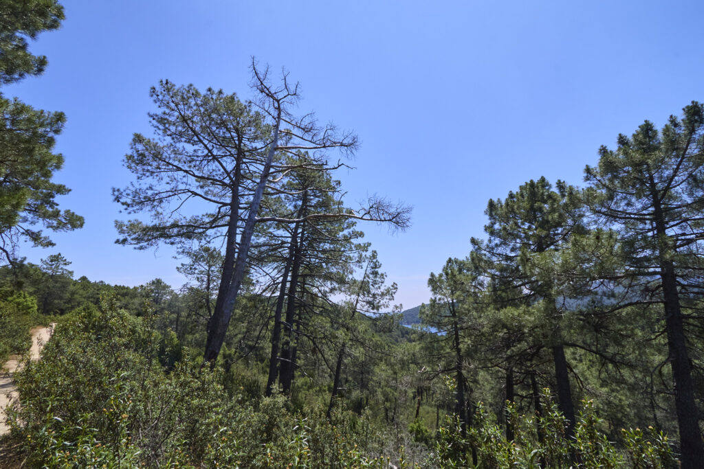 LA JAROSA - CERRO PIÑONERO