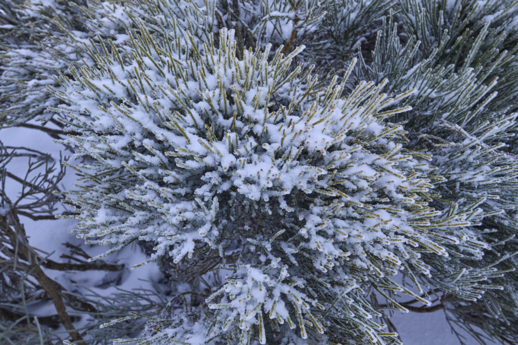 RAQUETAS EN PE&Ntilde;A ZORRILO, CL&Aacute;SICA DEL INVIERNO