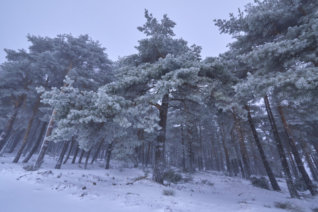 RAQUETAS EN PE&Ntilde;A ZORRILO, CL&Aacute;SICA DEL INVIERNO