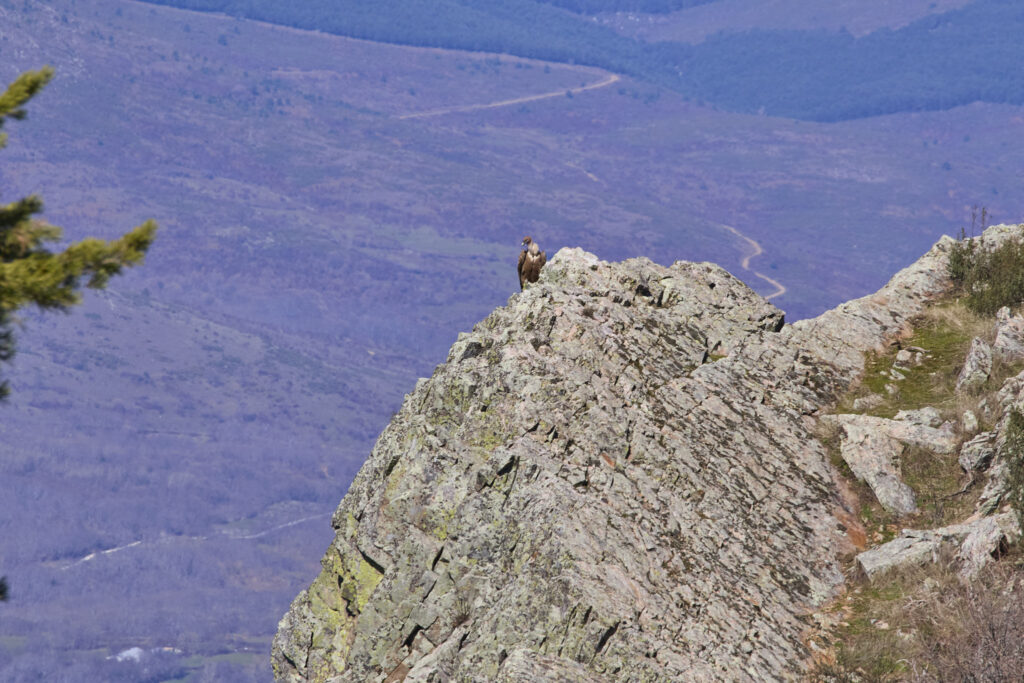 TyBA ATACA DE NUEVO EN LA SIERRA NORTE