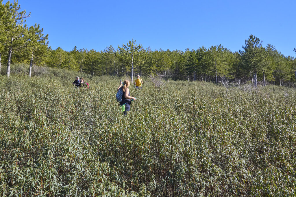 TyBA ATACA DE NUEVO EN LA SIERRA NORTE