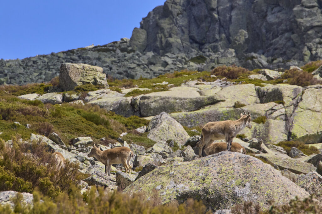 LA MALICIOSA DESDE LA BARRANCA VUELTA POR LOS ALMORCHONES