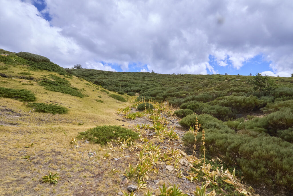 <trp-post-container data-trp-post-id='19153'>VUELTA AL COLE EN PE&Ntilde;ALARA