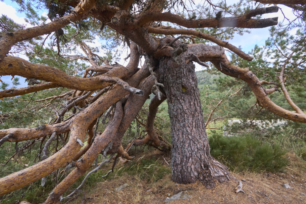 <trp-post-container data-trp-post-id='19153'>VUELTA AL COLE EN PE&Ntilde;ALARA